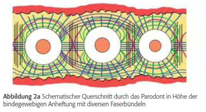 LTS-BASE reduzierte bakterien LTS-BASE reduzierte-bakterien