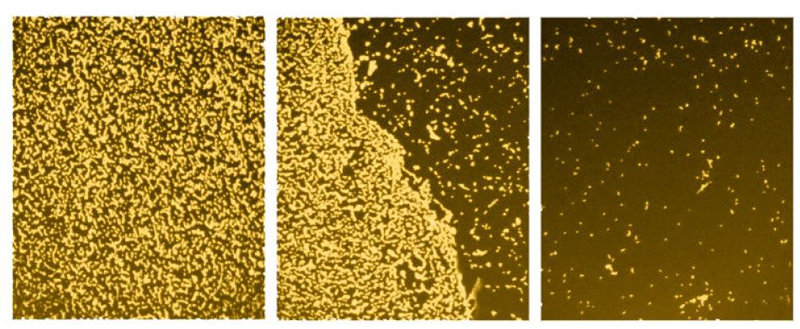 LTS-BASE reduzierte bakterien LTS-BASE reduzierte-bakterien
